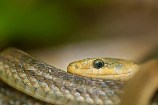 Zamenis Longissimus Aesculapian Snake Close View — Stock Photo, Image