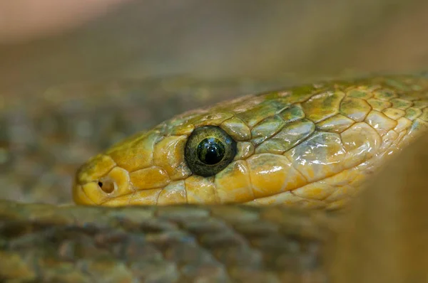 Zamenis Longissimus Serpent Esculapien Vue Rapprochée — Photo