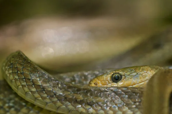서식지에서 Aesculapian Snake — 스톡 사진
