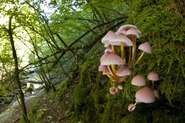 Cogumelos Vista Perto Floresta — Fotografia de Stock