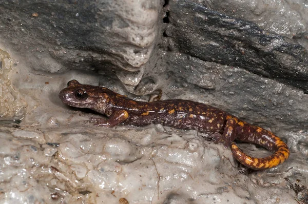 Крупним Планом Знімок Ящірки Скелястій Печері — стокове фото