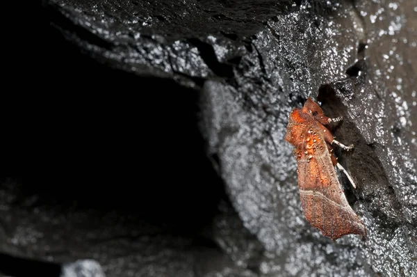 Primo Piano Colpo Falena Rossa Sulla Parete Rocciosa Della Grotta — Foto Stock