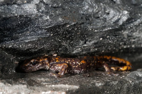 Spfbolomantes Strinatii Cave Salamander — стоковое фото