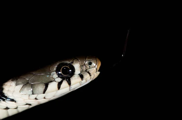 Gros Plan Sur Petit Serpent Dans Une Grotte Sombre — Photo