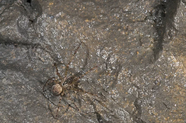 Close Shot Spider Grey Rock — Stock Photo, Image