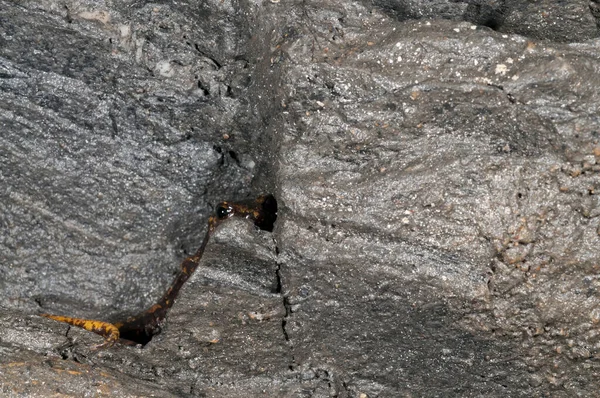石洞里蜥蜴的特写镜头 — 图库照片