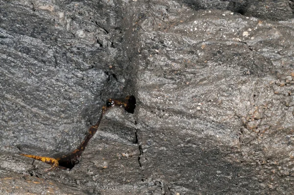 Primer Plano Lagarto Cueva Rocosa — Foto de Stock