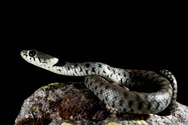 Primo Piano Colpo Piccolo Serpente Caverna Scura — Foto Stock