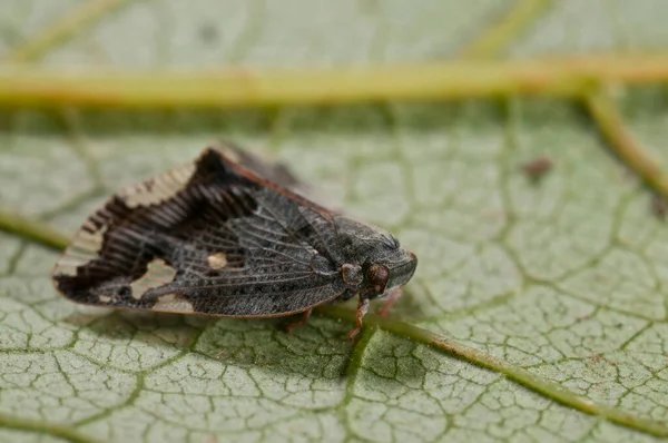 Entephria Infidaria Geometridae Zbliżenie — Zdjęcie stockowe