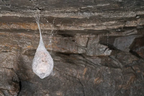 Kayalık Mağaradaki Örümcek Ağında Avın Yakın Plan Görüntüsü Stok Fotoğraf