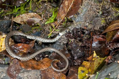 Natrix Natrix natrix (çim yılanı) çocuk. Yaklaş.