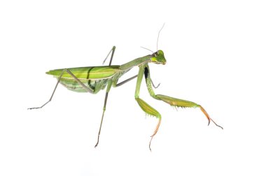 Pholcus fhalangioides beyaz görünümde izole edildi