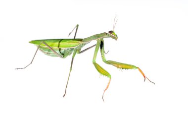 Pholcus fhalangioides beyaz görünümde izole edildi