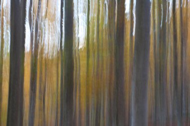 güzel bulanık orman arka plan görüntüsü 