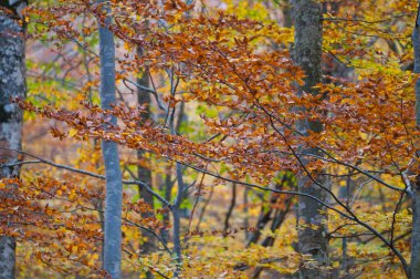Bulanık orman arkaplan görüntüsü 