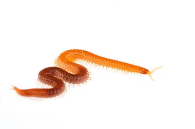 Geophilus sp. (Geophilomorpha) beyaz üzerine