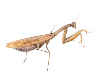 Pholcus fhalangioides beyaz görünümde izole edildi