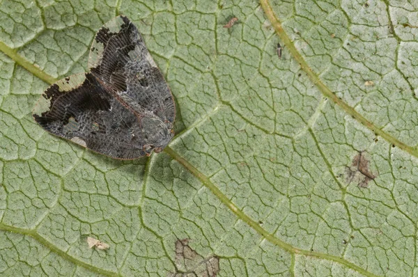 Entephria Infidaria Geometridae Cerca —  Fotos de Stock