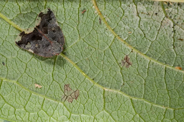 Entephria Infidaria Geometridae Close — Stockfoto