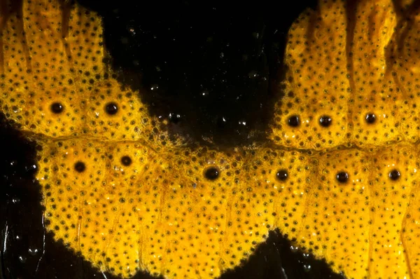 Salamandra semenderi (ateş semenderi) görünüm