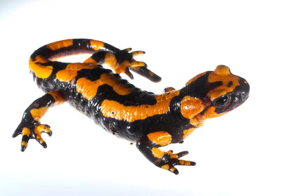 Salamandra Salamandra Fire Salamander View — Stock Photo, Image