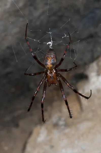 Gros Plan Araignée Géante Dans Grotte — Photo