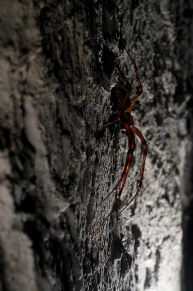 Detailní Záběr Obřího Pavouka Jeskyni — Stock fotografie