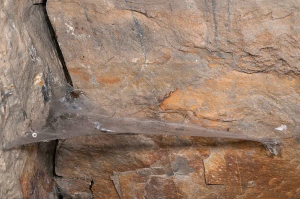 Tegenaria 洞穴里的蜘蛛 — 图库照片