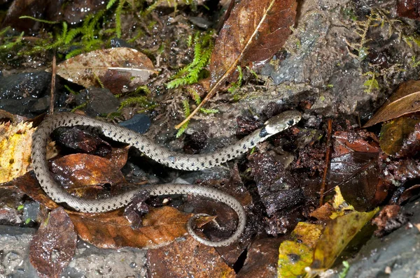 Natrix Natrix Serpiente Hierba Juvenil Cerca — Foto de Stock