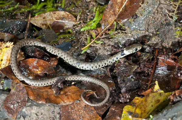 Natrix Natrix Serpiente Hierba Juvenil Cerca — Foto de Stock