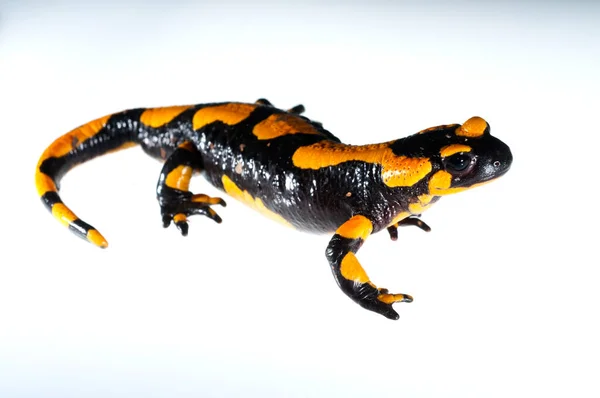 Salamandra Salamandra Salamandra Del Fuoco Vista — Foto Stock