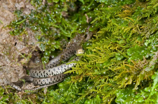 Natrix Natrix Serpiente Hierba Juvenil Cerca — Foto de Stock