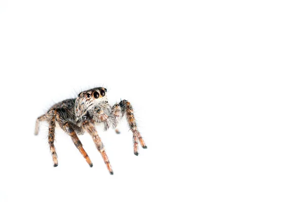 Spieus Chrysops Örümceği Beyaz Arka Planda Izole Etti — Stok fotoğraf
