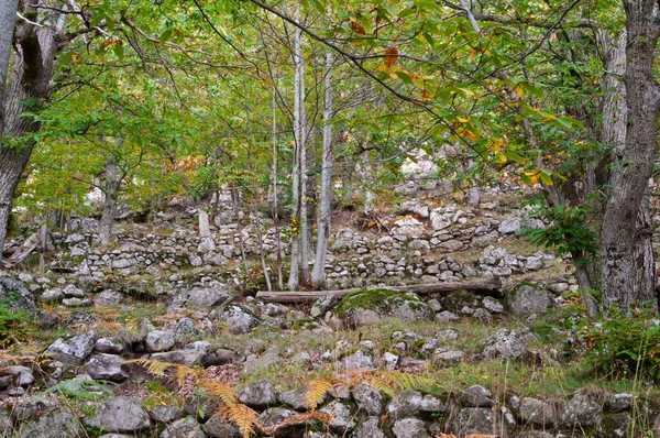 Belle Vue Fond Forêt Automne — Photo