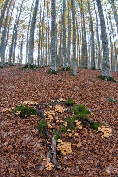 Vacker Höst Skog Bakgrund Utsikt — Stockfoto