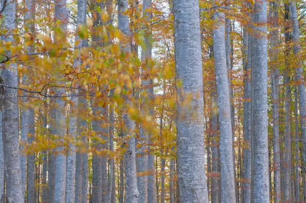 Vacker Höst Skog Bakgrund Utsikt — Stockfoto