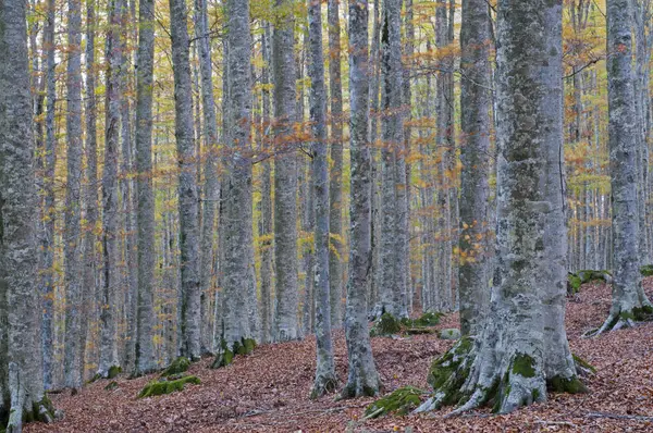 Vacker Höst Skog Bakgrund Utsikt — Stockfoto