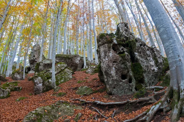 Vacker Höst Skog Bakgrund Utsikt — Stockfoto