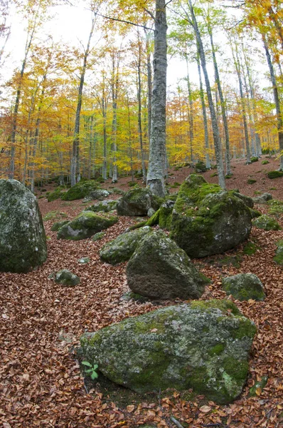 Vacker Höst Skog Bakgrund Utsikt — Stockfoto