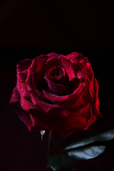 Red contrast rose on black background