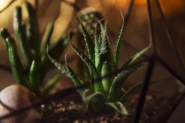 Plante succulente dans un pot sur un fond sombre — Photo