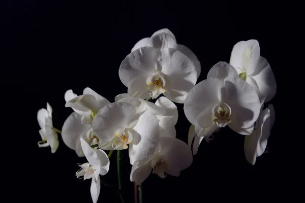 Orchidées contrastées blanches rapprochées sur fond noir — Photo