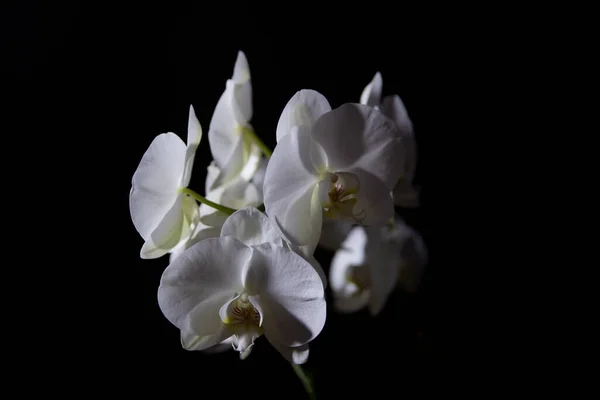 Närbild vit kontrast orkidéer på svart bakgrund — Stockfoto