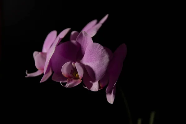 Gros plan orchidées rose contraste sur fond noir — Photo