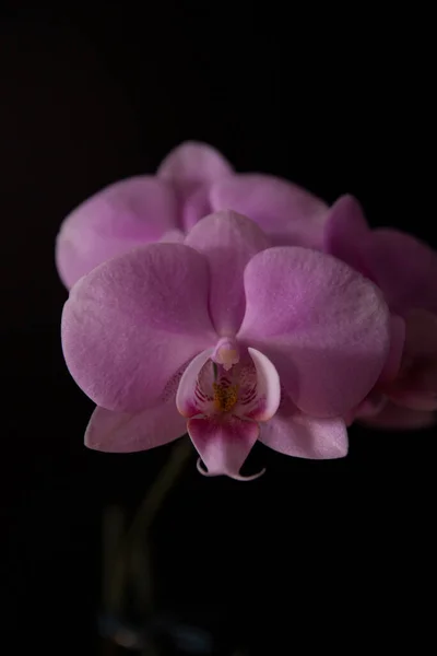 Gros plan orchidées rose contraste sur fond noir — Photo