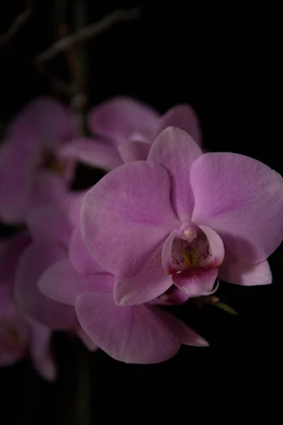 Крупним планом рожеві контрастні орхідеї на чорному фоні — стокове фото