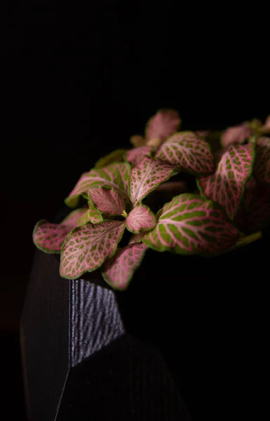 Gröna röda blad av växten eller Fittonia albivenis odlas i krukan som krukväxt — Stockfoto