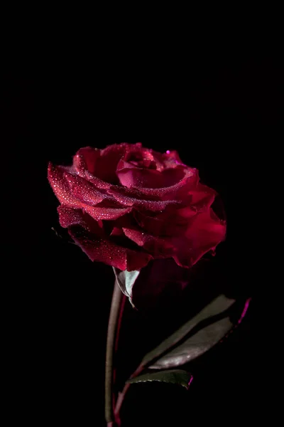 Крупним планом червоний контраст троянди на чорному тлі — стокове фото