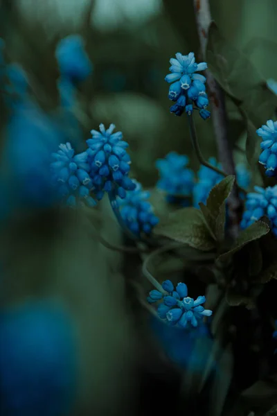 Fleurs de Muscari bleu fermer. Un groupe de jacinthe de raisin — Photo