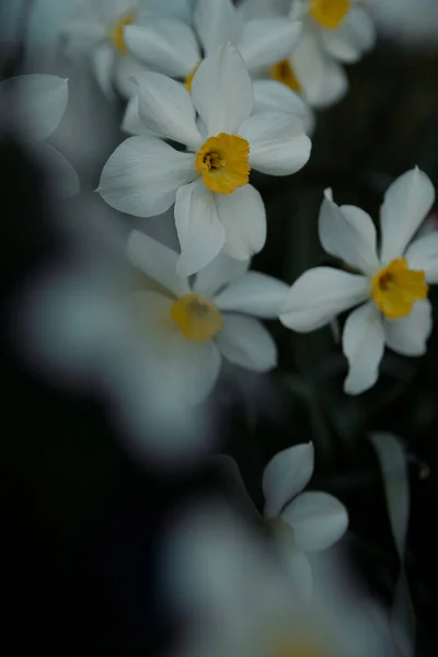 Vita narcisser med gul kärna blommar i trädgården i april — Stockfoto